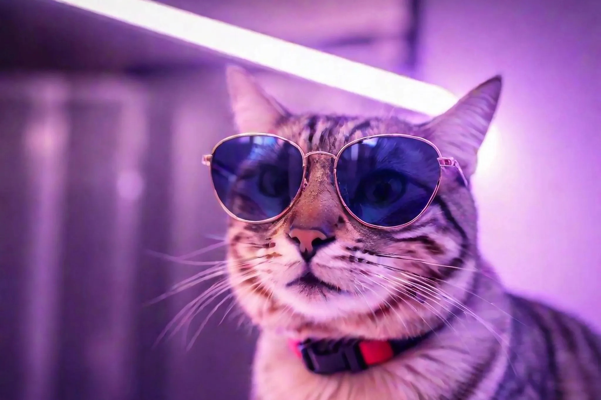 Вчені "вимкнули" алергію на котів ультрафіолетовим світлом