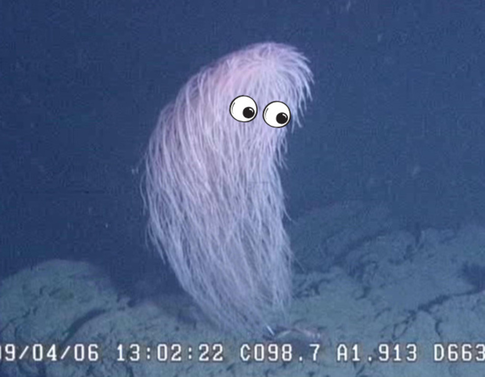 В одній глибокій галактиці: Чубакка з "Зоряних воєн" знайдений в океані