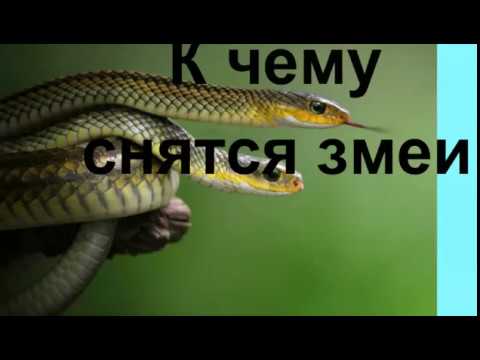 К Чему Снится Змея: Толкования, Символика и Значение в Снах