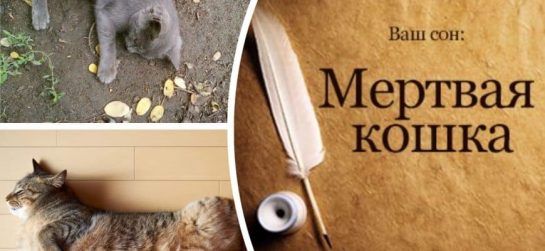 До Чого Сниться Змія Жінці: Значення і Тлумачення Сновидінь