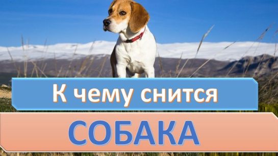 К Чему Снится Собака Женщине: подробное толкование и символика
